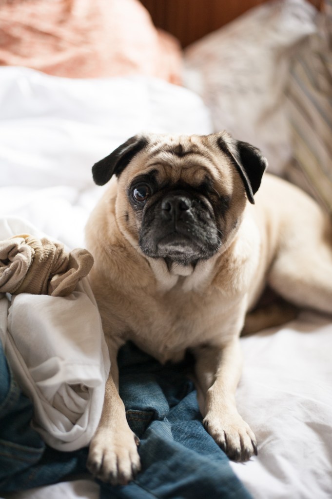 Hollywood Pasadena_Vivian Lin Photo_07