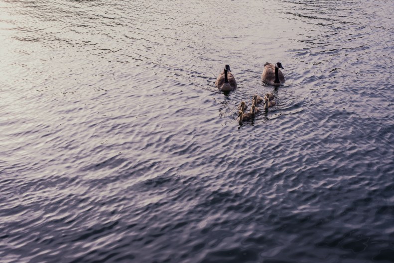 Los Angeles Engagement_SF_Vivian Lin Photo_7386