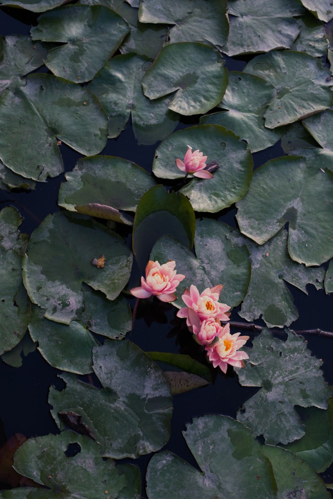 Los Angeles Engagement_SF_Vivian Lin Photo_7402