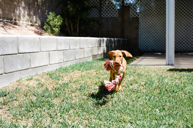 Doggie Days_NatWillHunter_Vivian Lin Photography_02