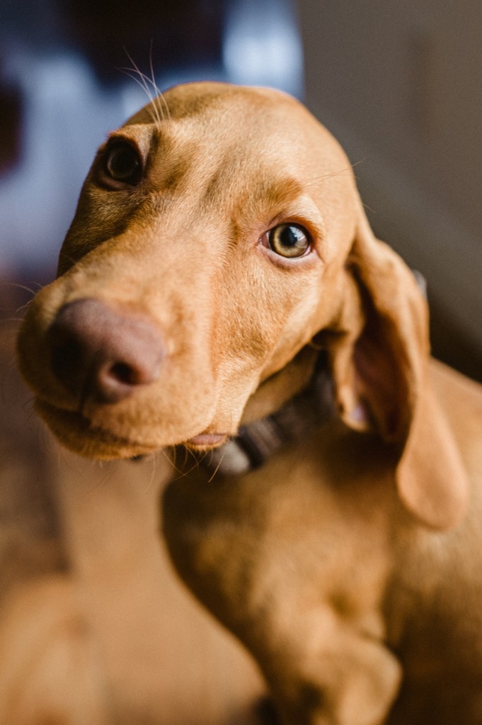 Doggie Days_NatWillHunter_Vivian Lin Photography_07