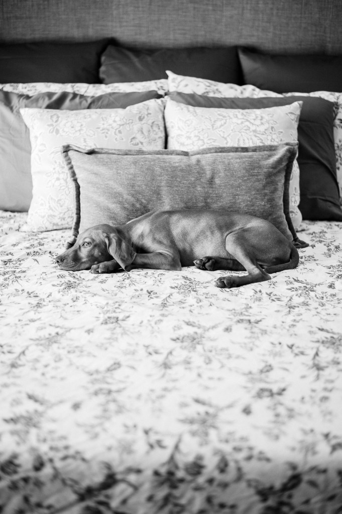 Doggie Days_NatWillHunter_Vivian Lin Photography_09