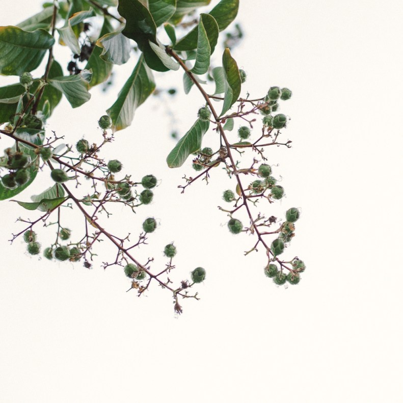 Pasadena Wedding_JL_Vivian Lin Photo_05