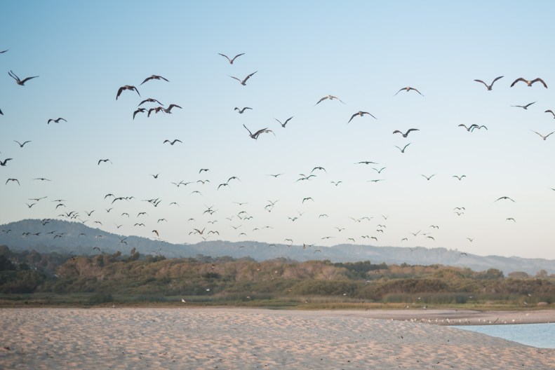 Carmel Engagement_G&T_Vivian Lin Photo-128